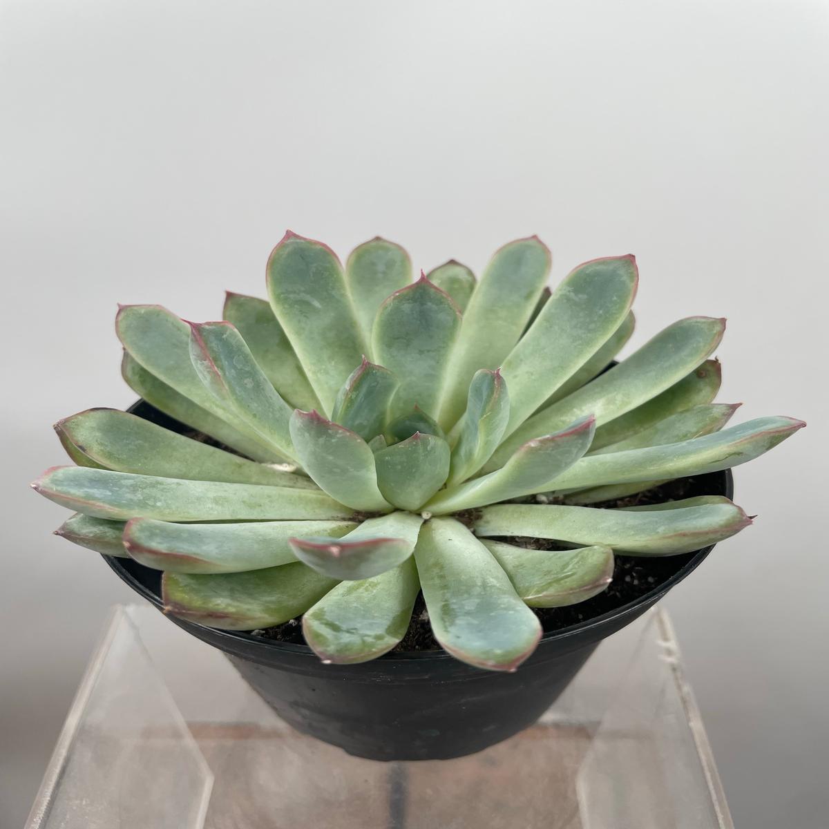4" Echeveria Pulidonis