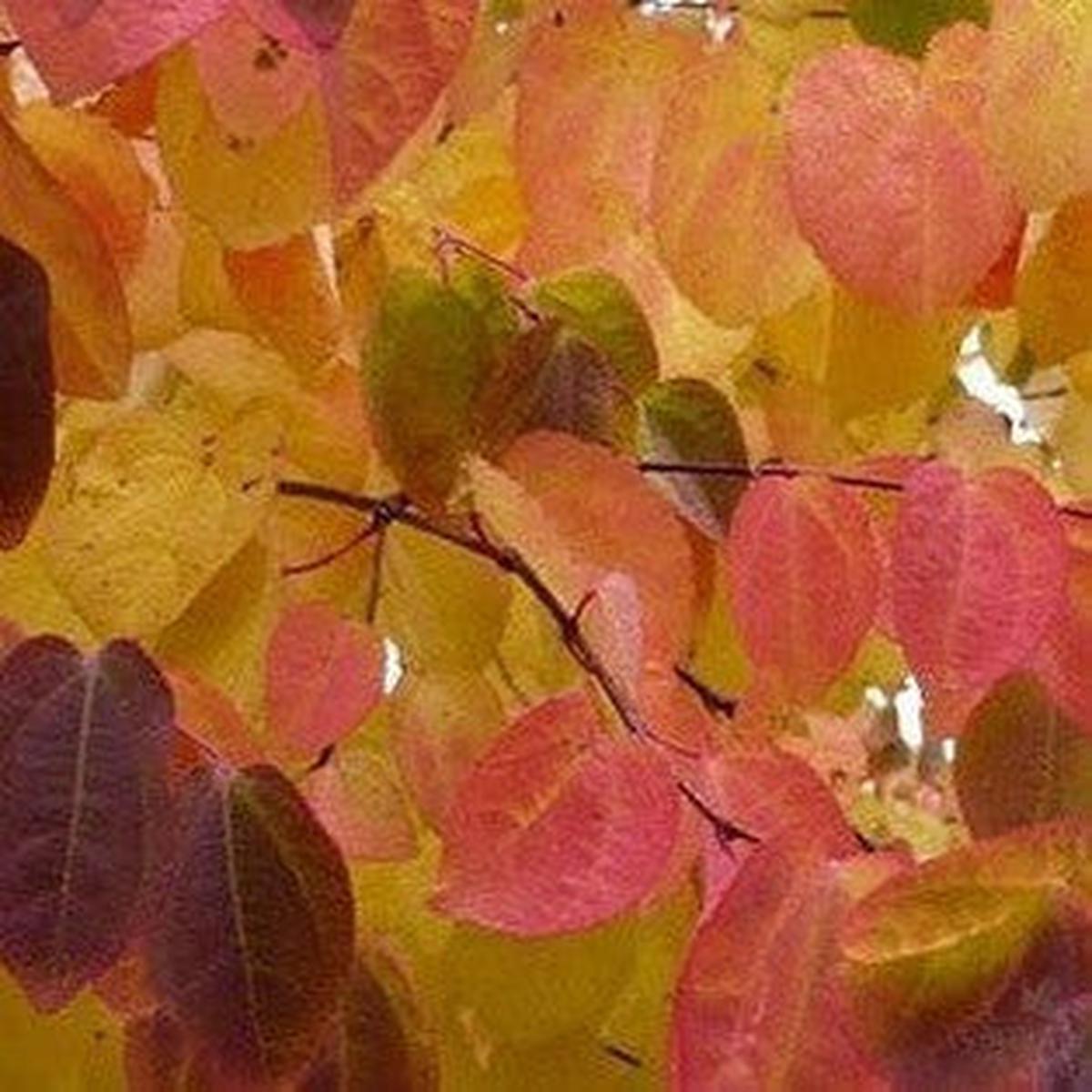 Cercidiphyllum japonicum Pendulum (standard)