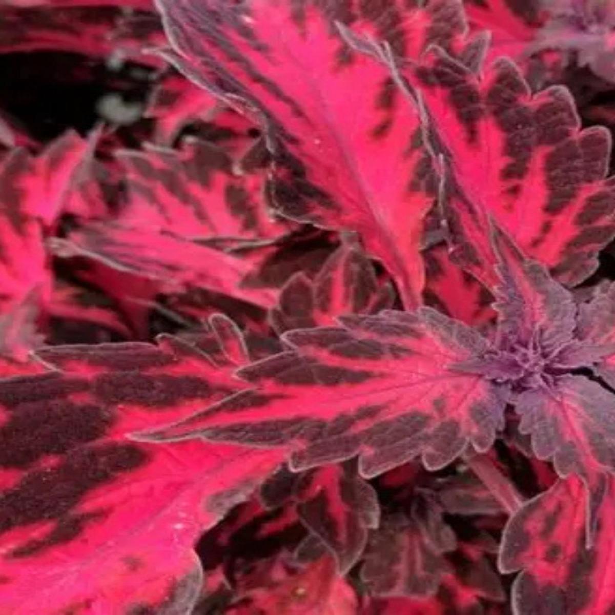 Coleus 'Downtown Royalty' 4''