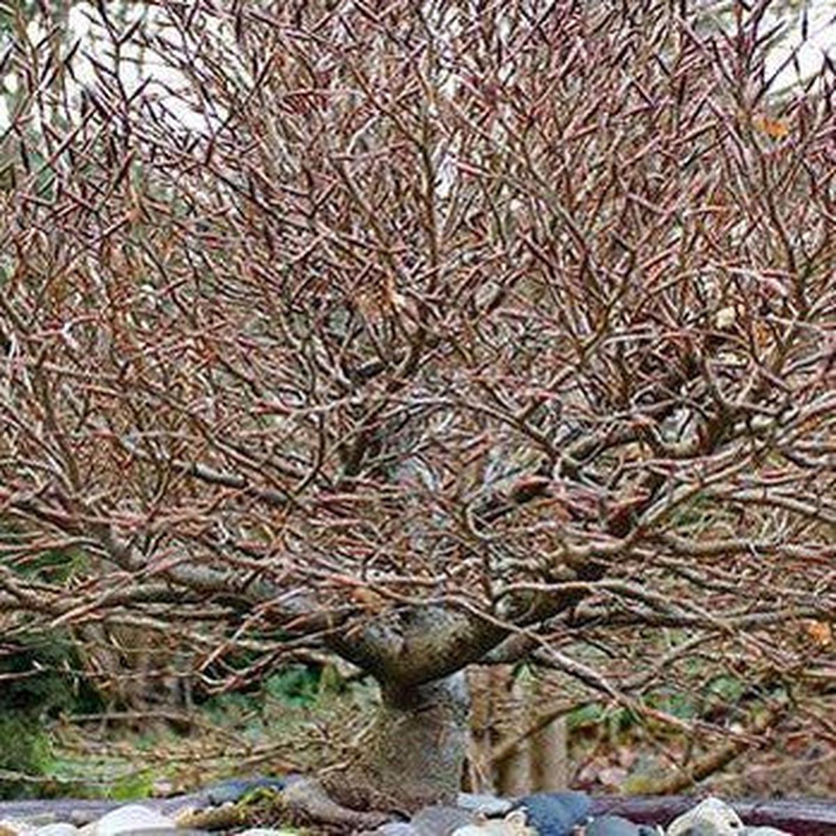 Fagus sylvatica Beech Balls (standard)