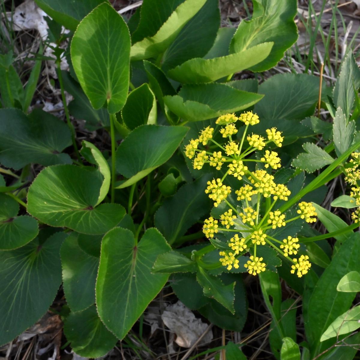 Heart-leaf Golden Alexanders (Zizia aptera)