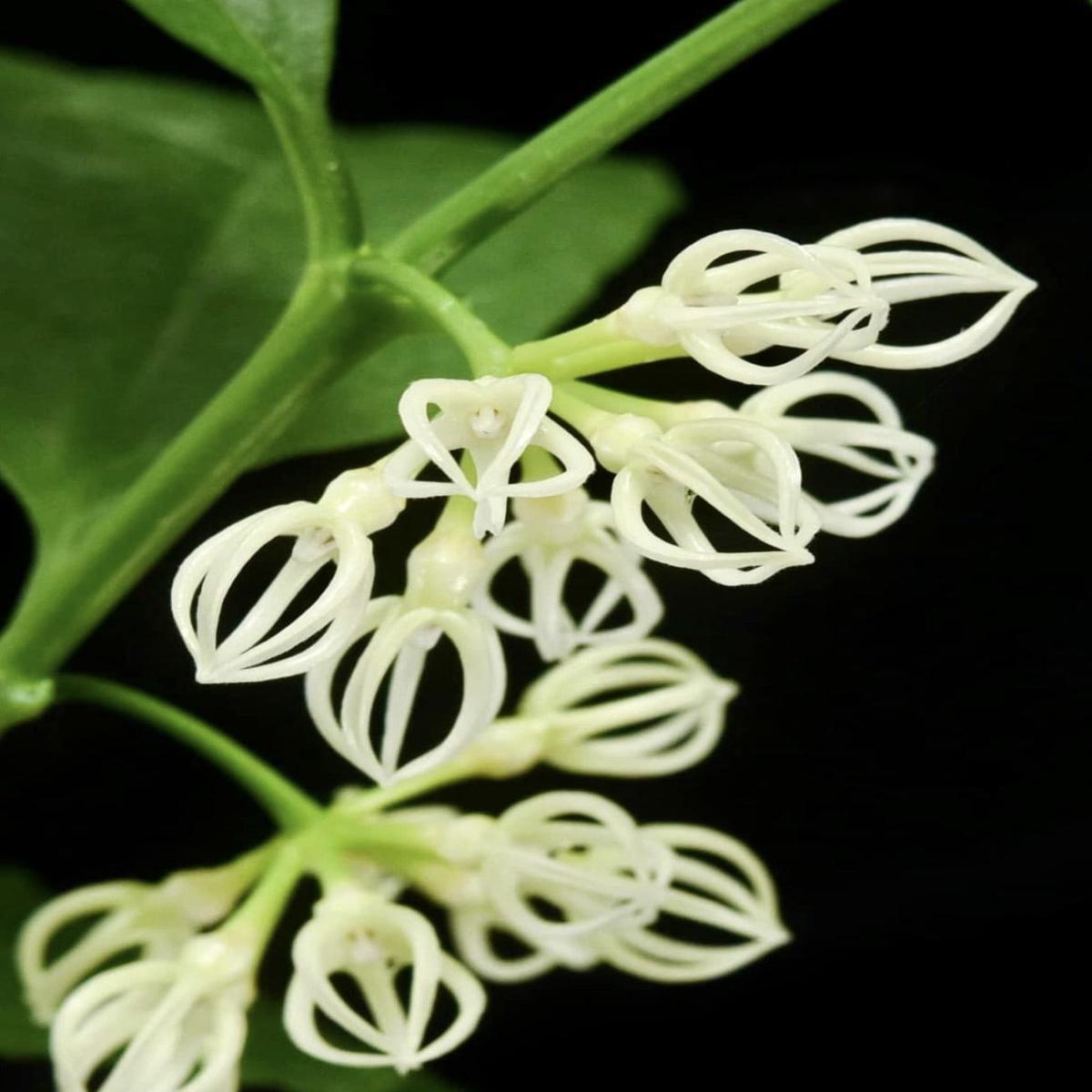 Hoya decipulae Big XL