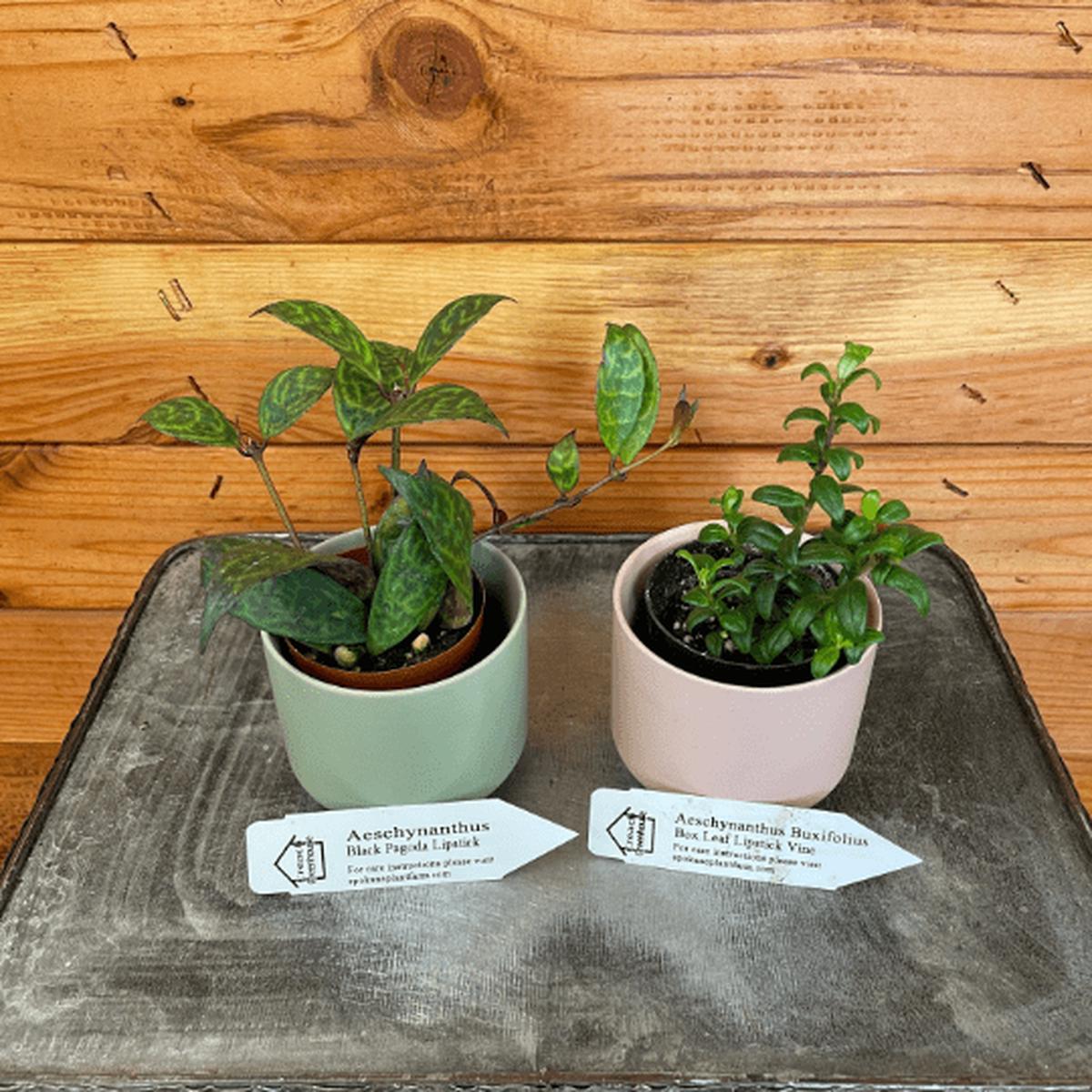 Lipstick Plant Lovers 2" Gift Set-Box Leaf & Black Pagoda
