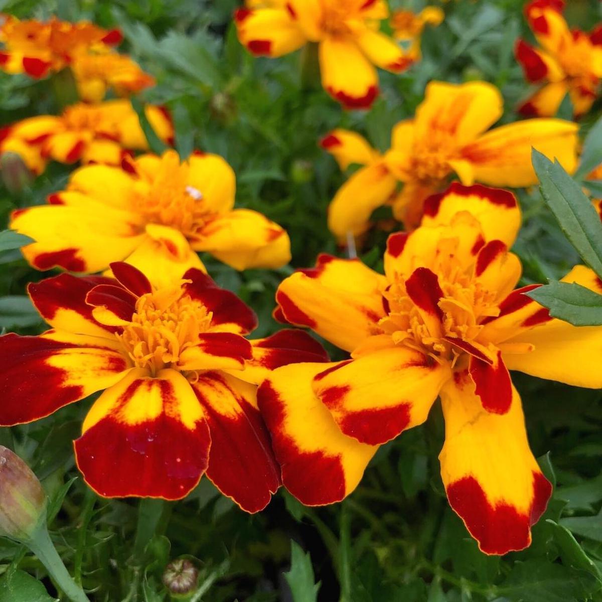 Marigold Durango Bolero Pack