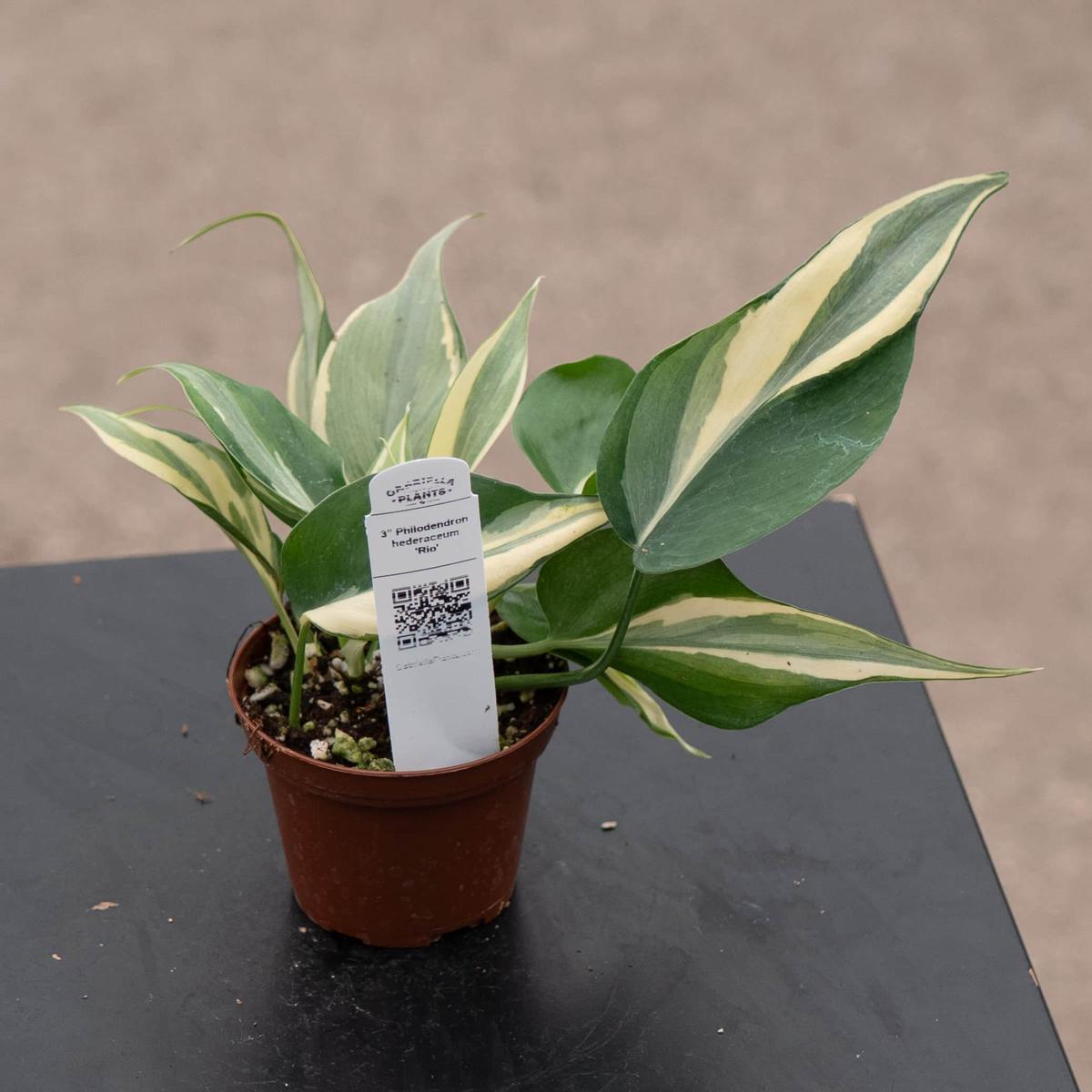 Philodendron hederaceum 'Rio' - 3"