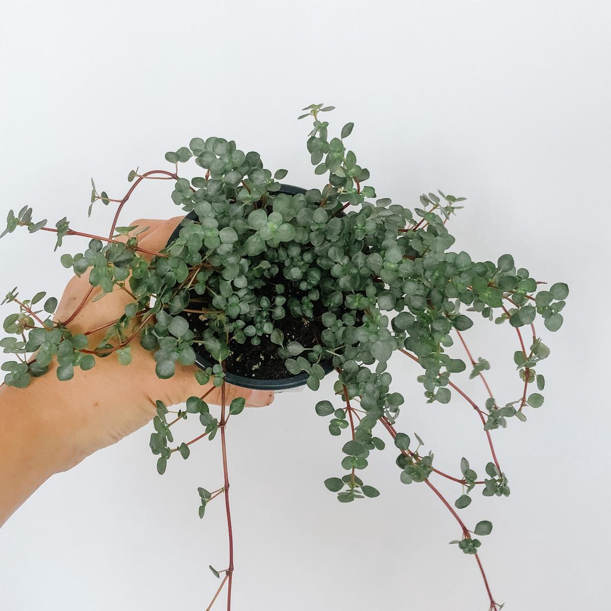 Pilea Glauca 'Aquamarine'