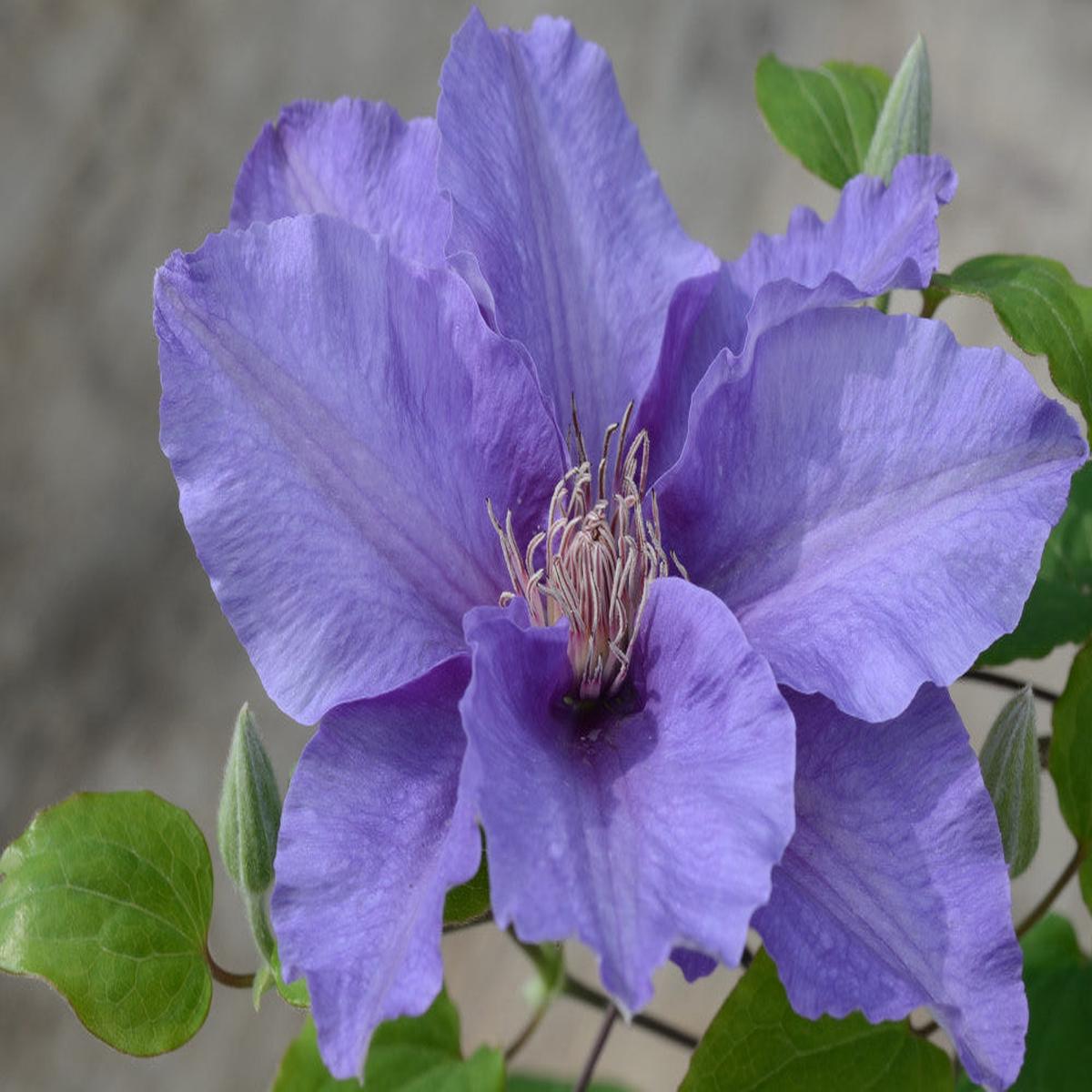 Sacha Clematis (Clematis sacha) - 3QT