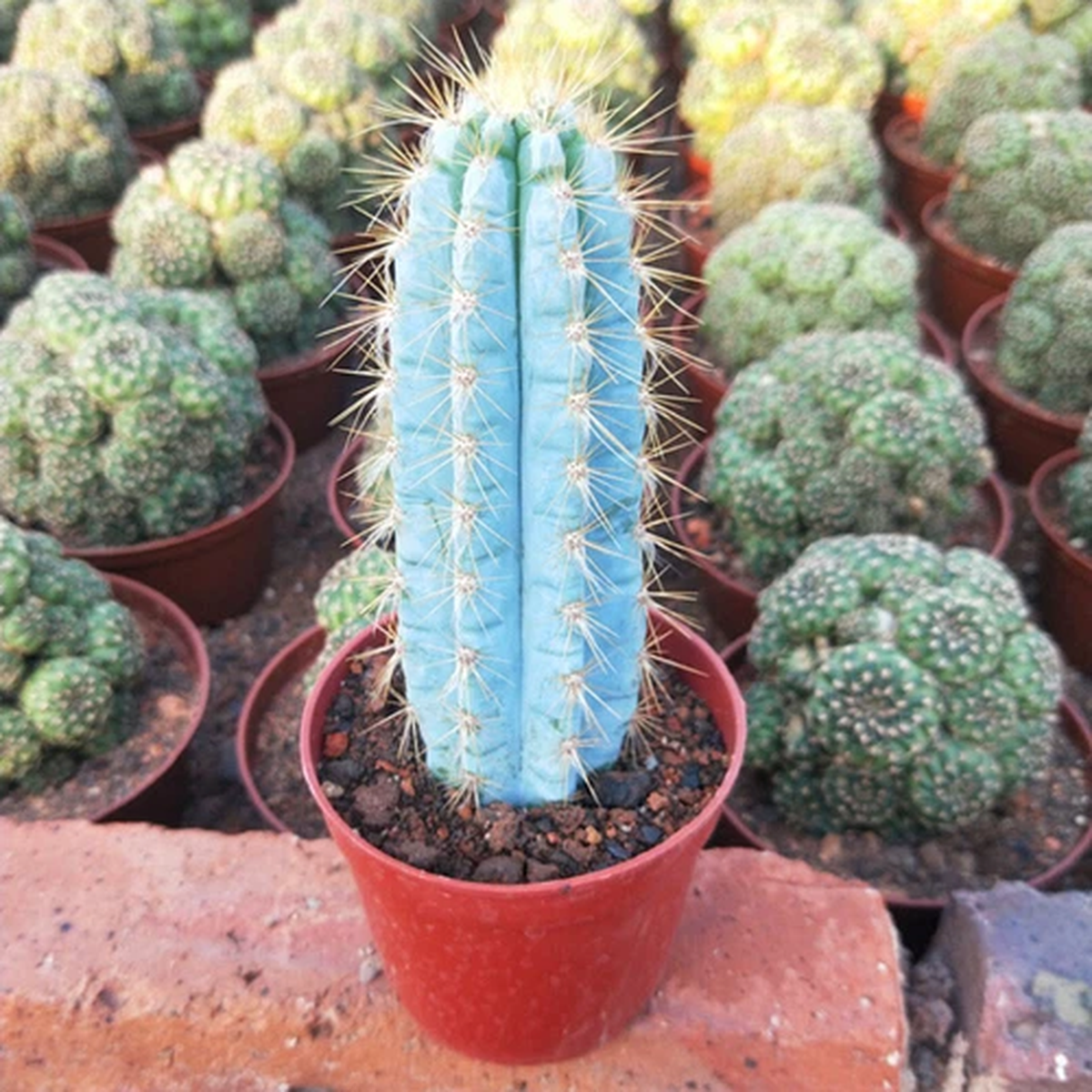 12CM Succulent Cactus Plant Pilosocereus Pachycladus Cactaceae Home Garden Plant