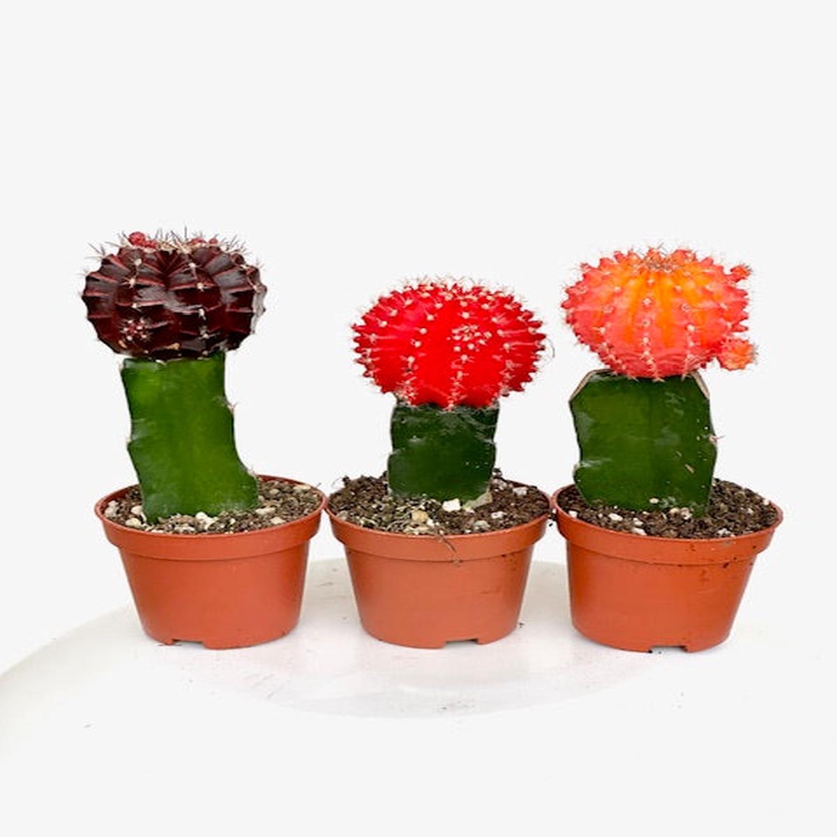 2.5" Grafted Cactus, Asst Colo
