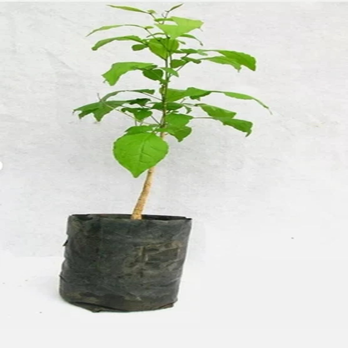 2 Bel Patra, Bilva Plant Live Plant Length 18 inch for Planting Garden Plants