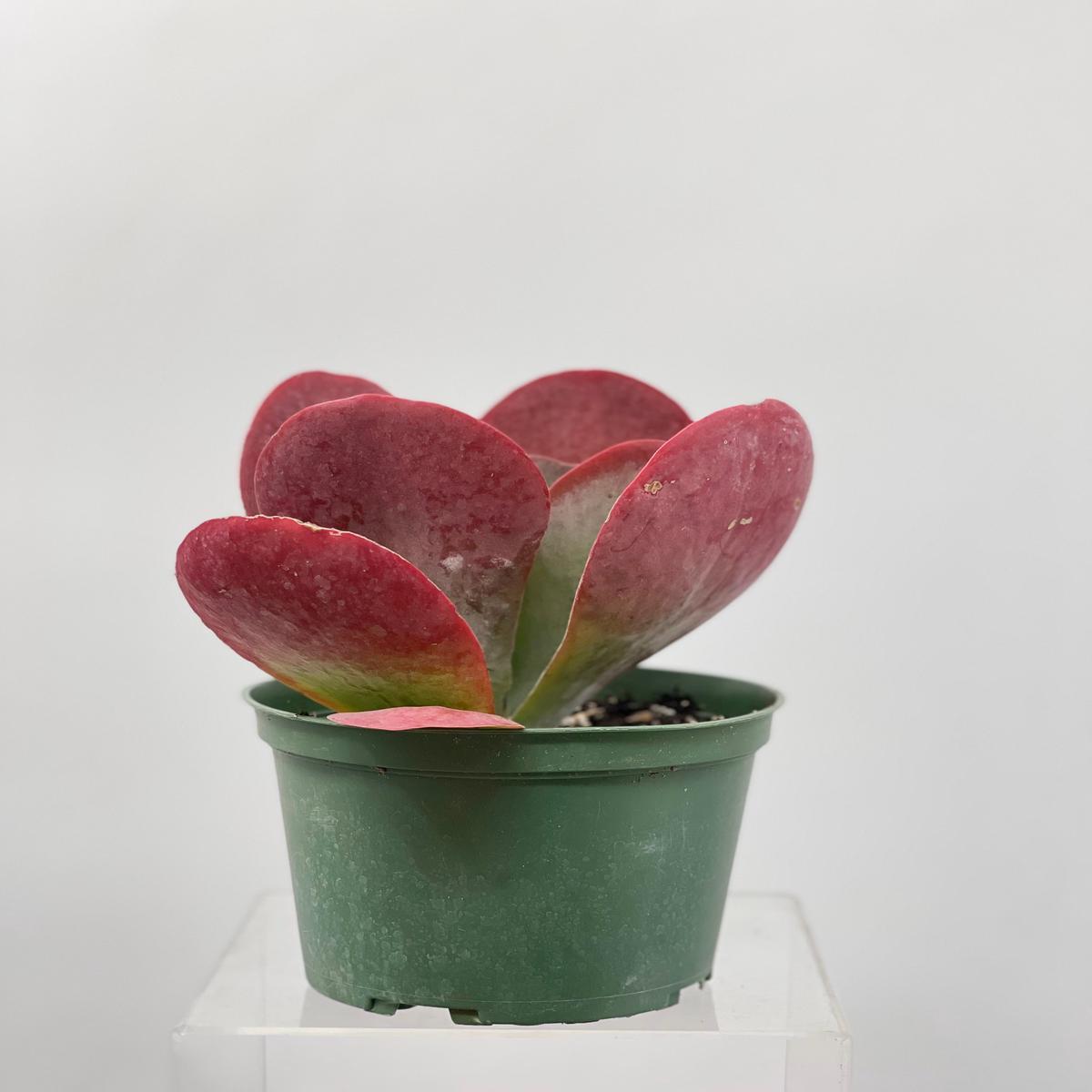 6" Kalanchoe Flapjack