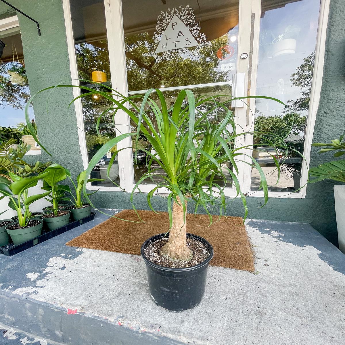 8 " Ponytail Palm Stump