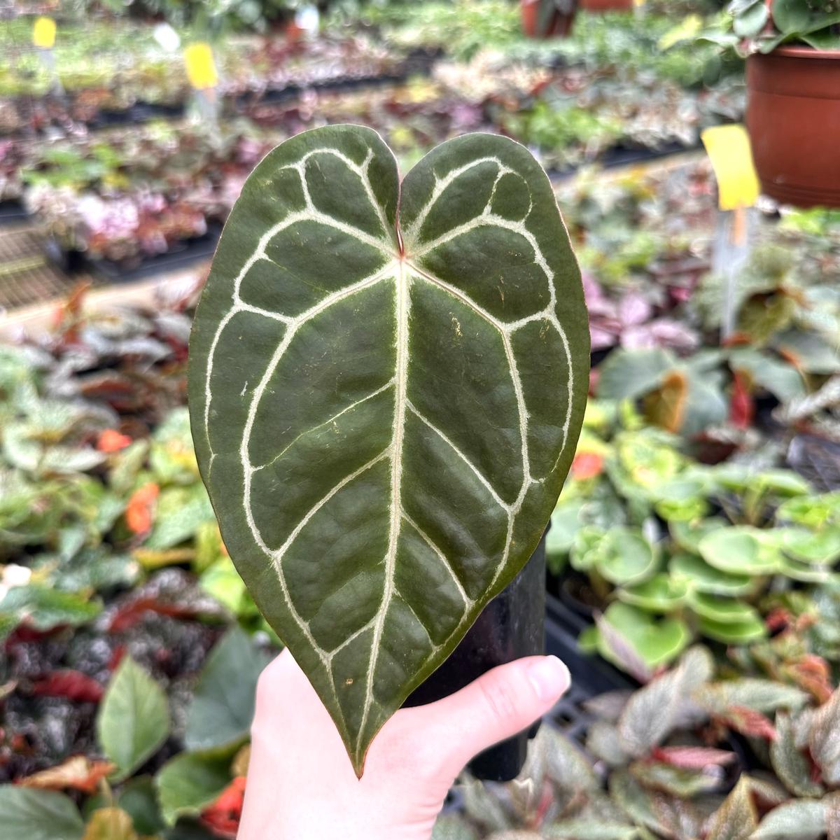 Anthurium magnificum lineage x 'Zara'
