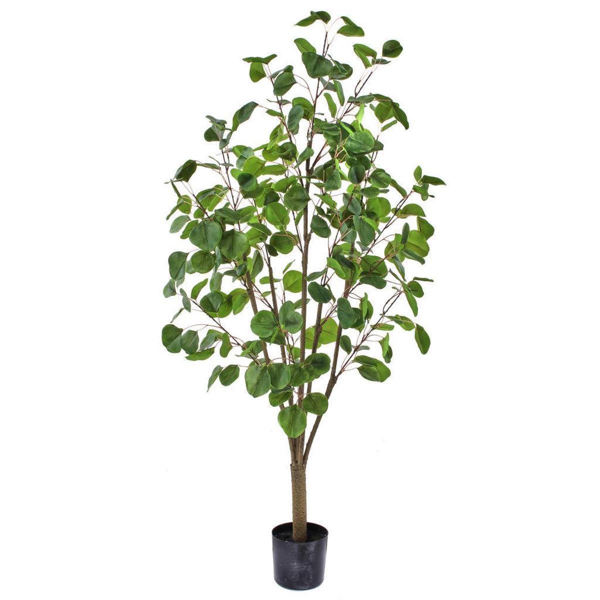 Eucalyptus Tree Everlasting 4'