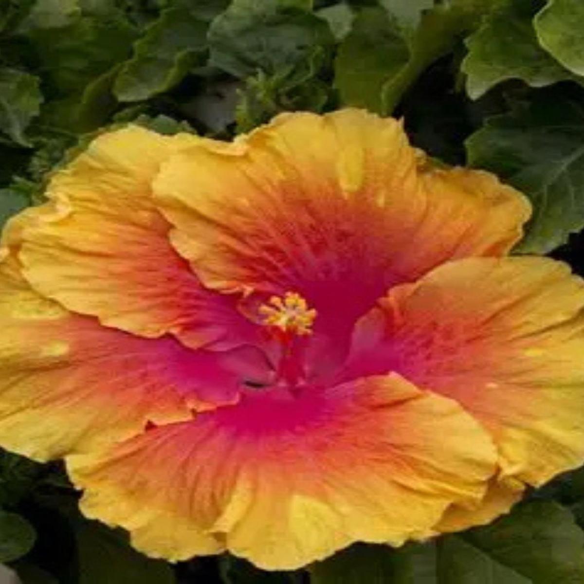 Hibiscus rosa 'The Path' 1G