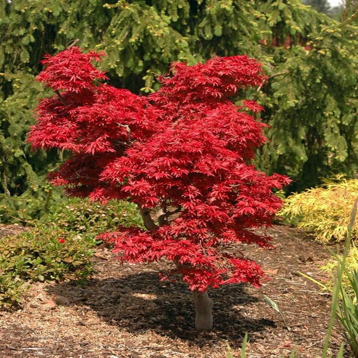Japanese Maple | Acer palmatum 'Shaina' 1G