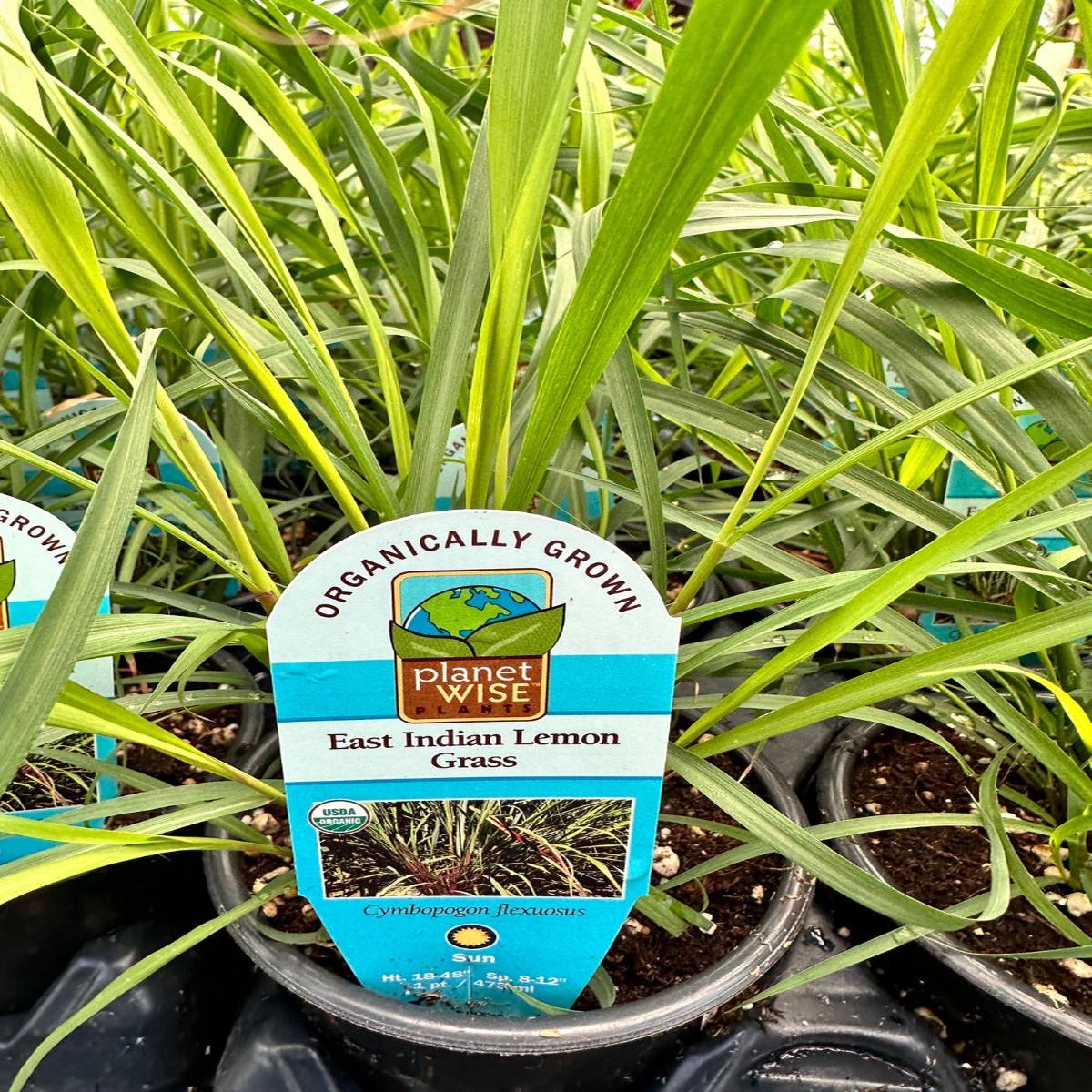 Lemon Grass 4"