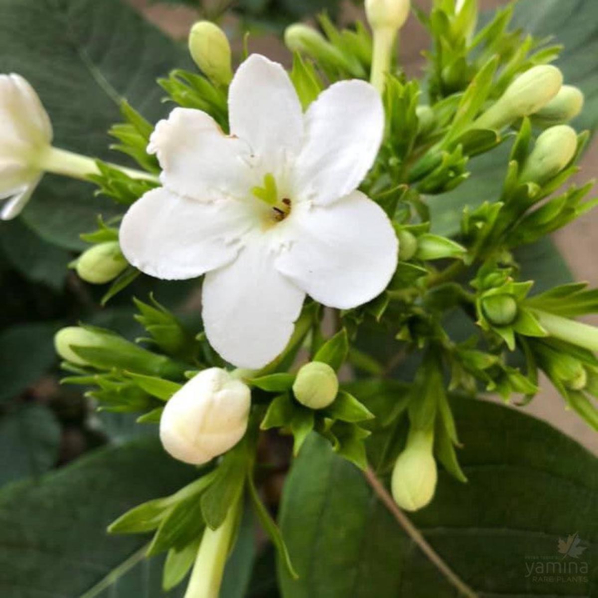 Luculia grandifolia