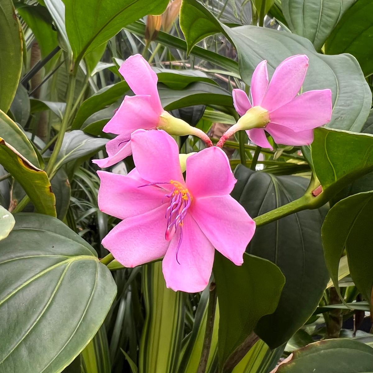 Medinilla apoensis