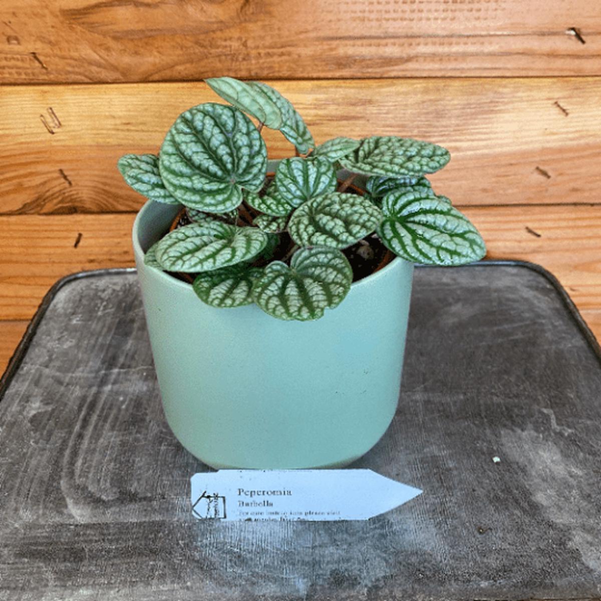 Peperomia Burbella, 4" Plant