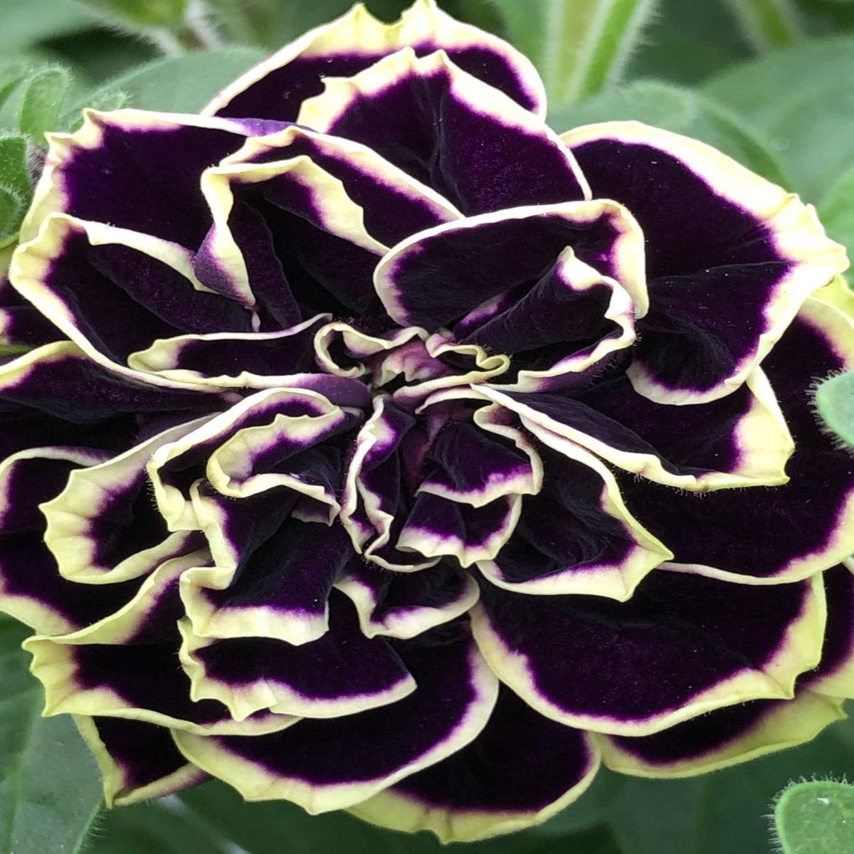Petunia 'Jewel Midnight Gold' 4''