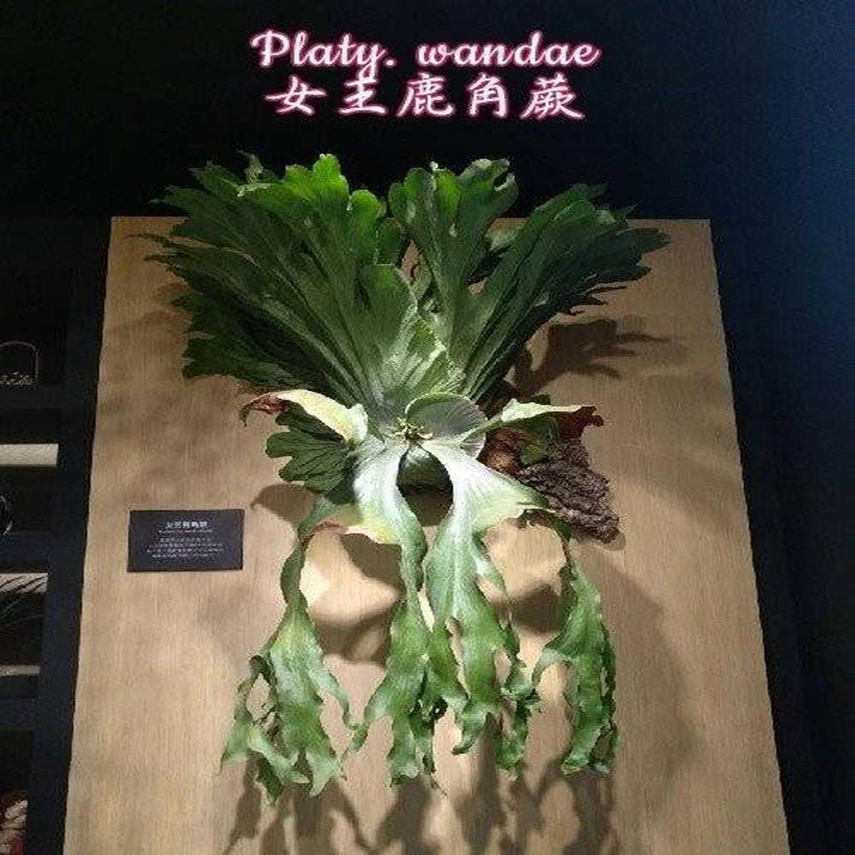 Platycerium wandae "Big Plant"