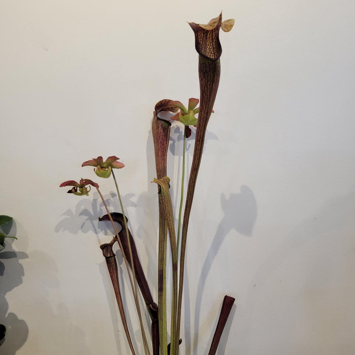 Sarracenia Rubra 'Long Lid'
