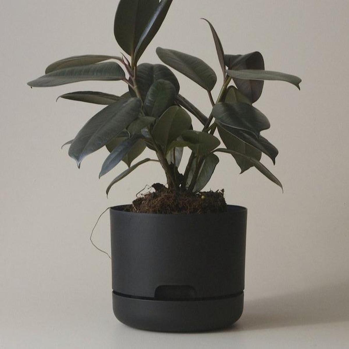 Self Watering Planter 300mm by Mr Kitly