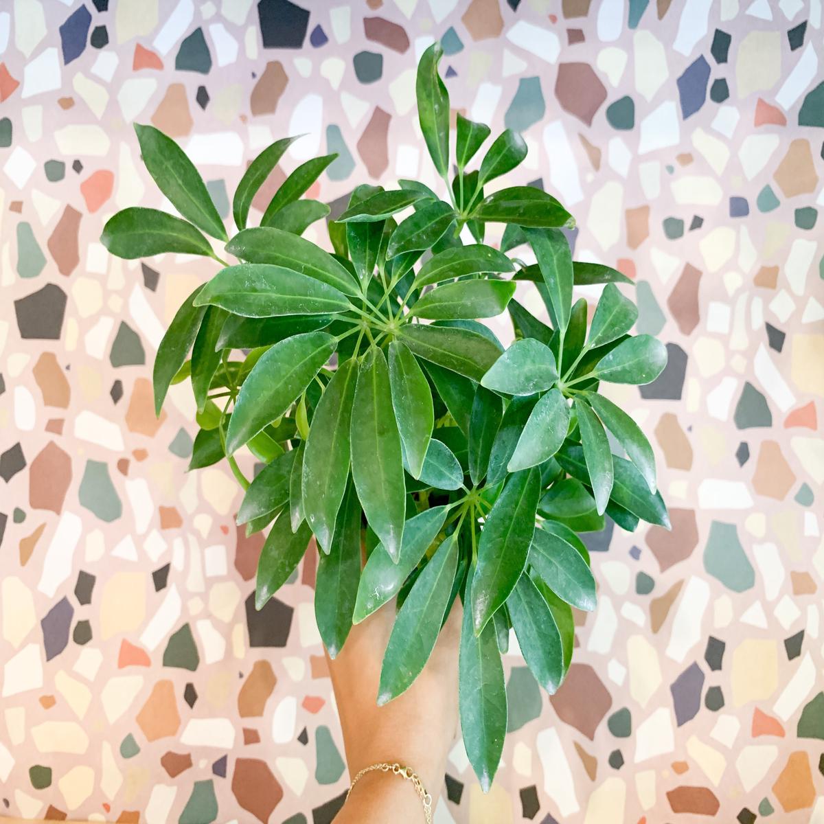 3" Schefflera Arboricola