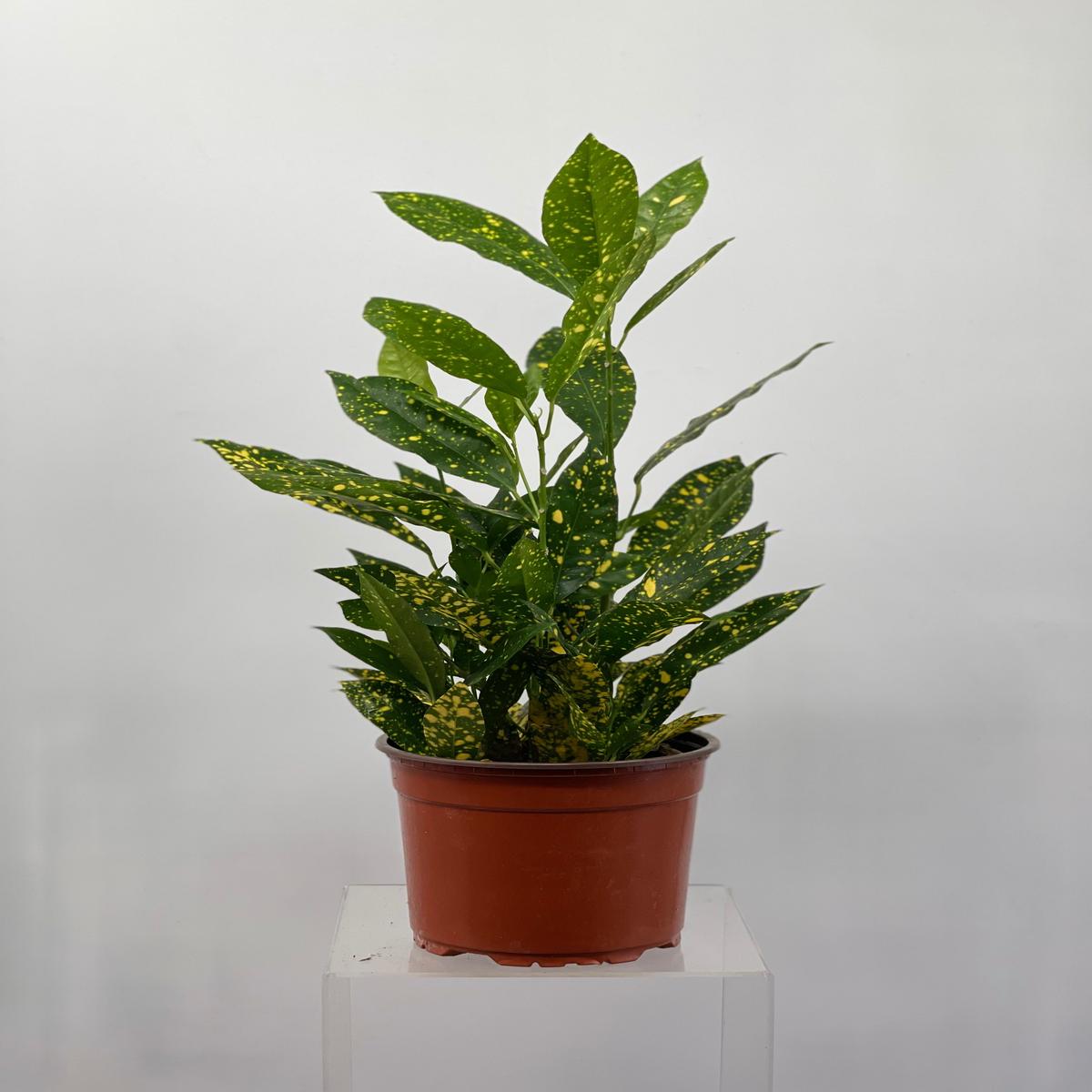 6" Croton Gold Dust