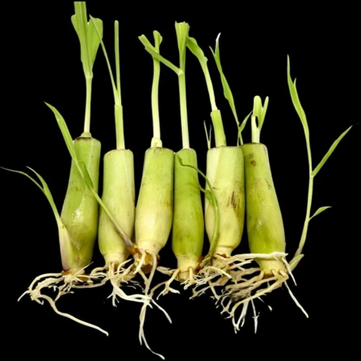 6 or 12 rooted Lemongrass starter