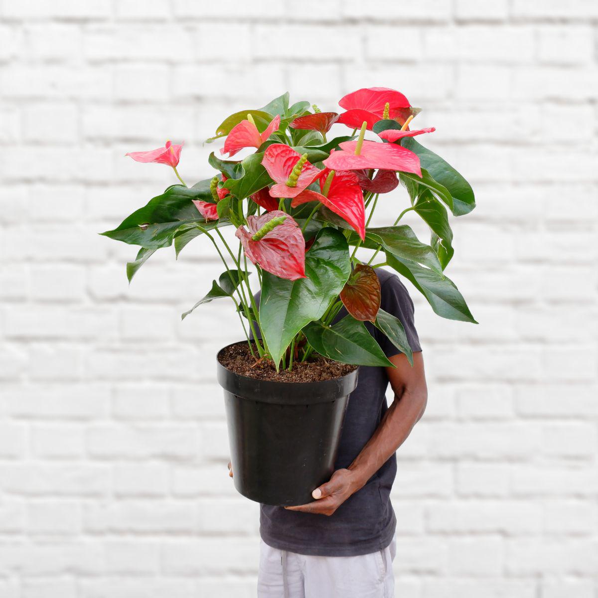 Anthurium - Red - Large