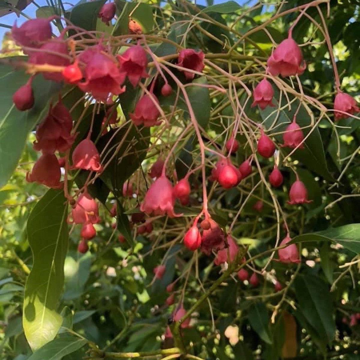 Brachychiton x Bella Donna (graft)