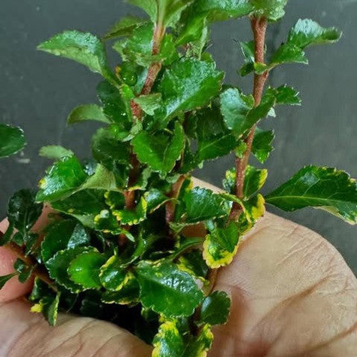 Chaenomeles japonica Chojubai