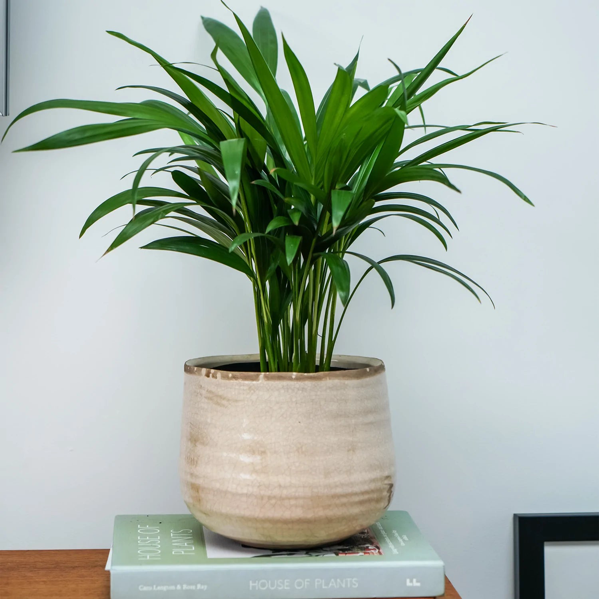 Como Cream premium Glaze planter (16cm plant pot)
