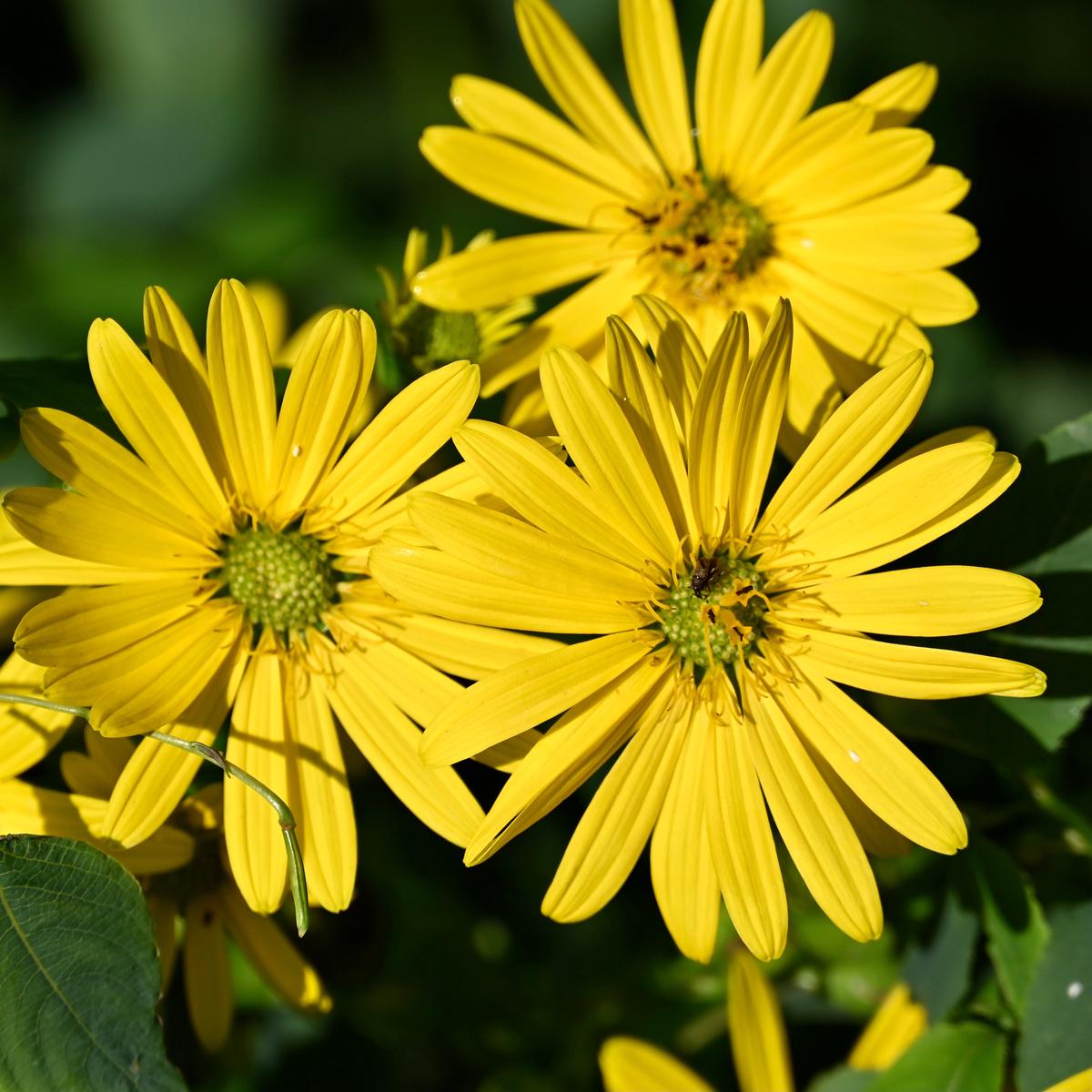 Cup Plant (Silphium perfoliatum) 2x2x3" Pot