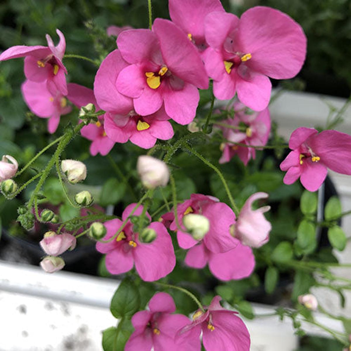 Diascia Darla Rose