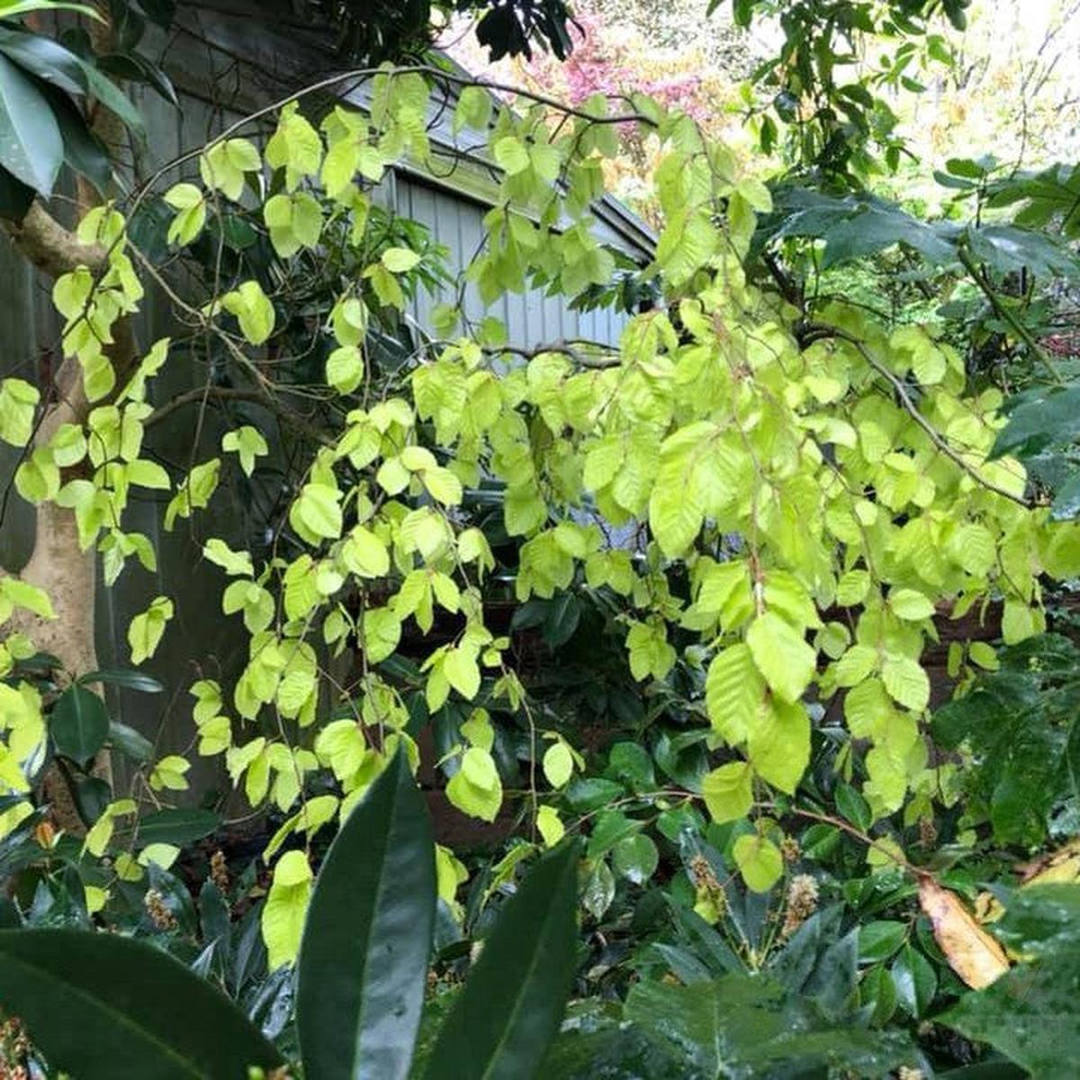 Fagus sylvatica Aurea Pendula
