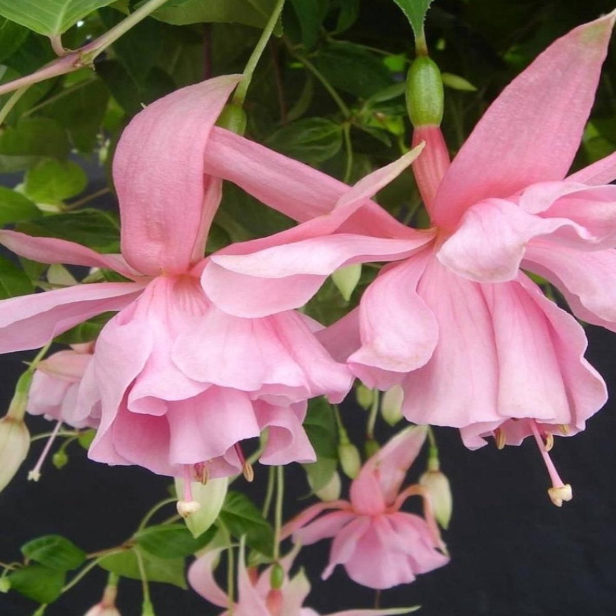 Fuchsia Basket | Julie Horton