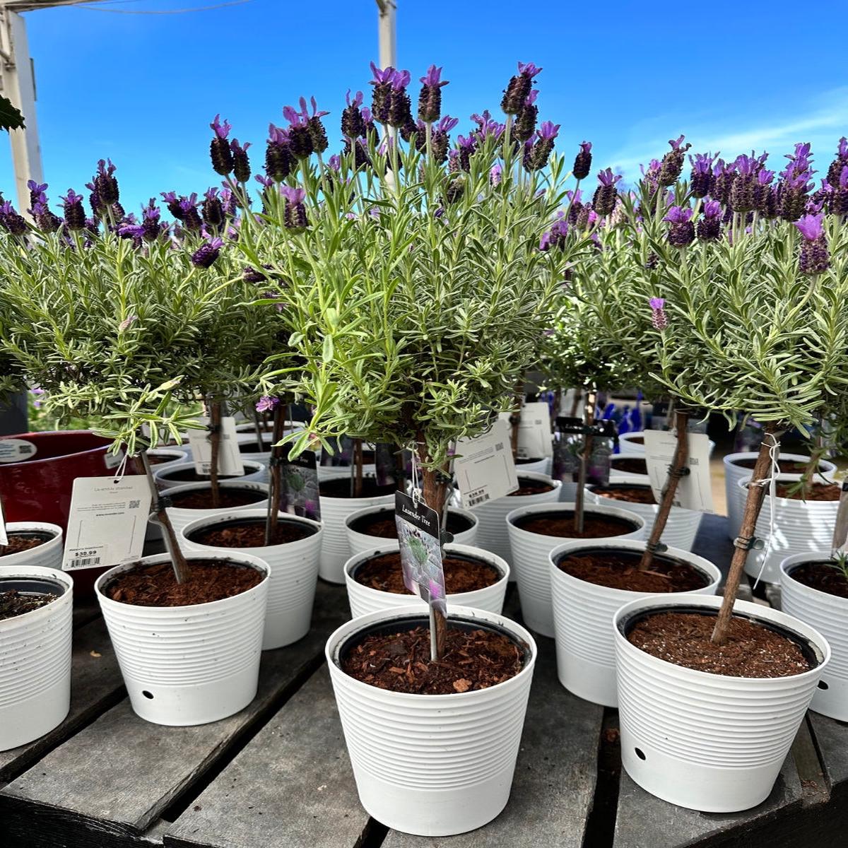 Lavender Tree 1G