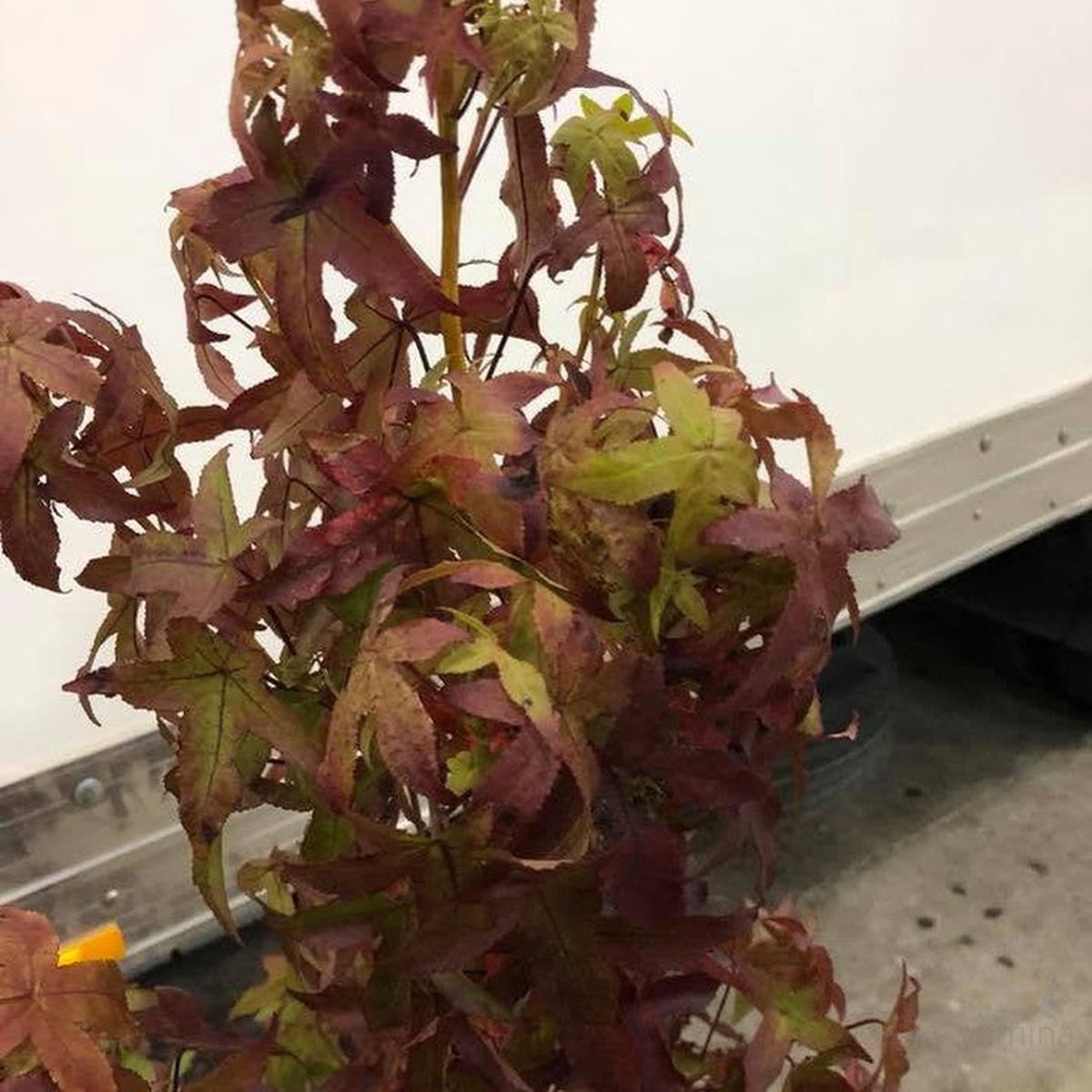Liquidambar styraciflua Jennifer Carrol