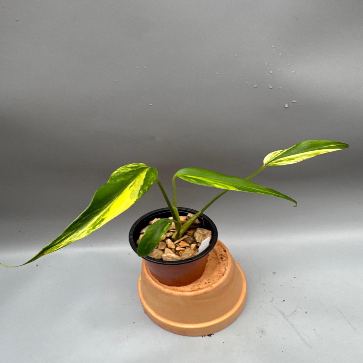 Monstera 'Burle Marx Flame' variegata Aurea
