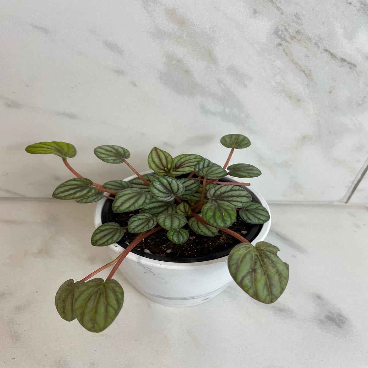 Peperomia Mystique, 4" Plant