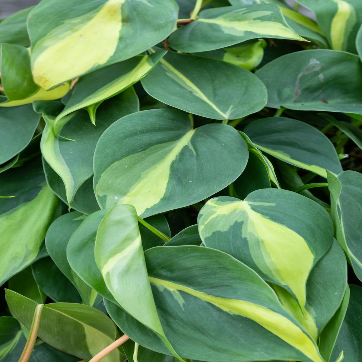 Philodendron Cordatum Brasil