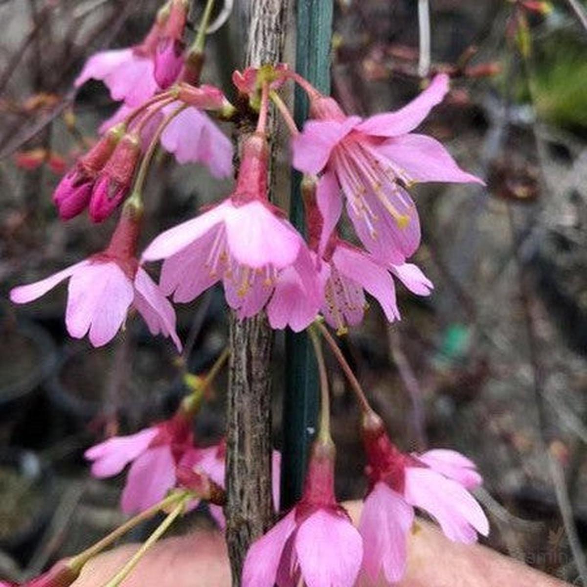 Prunus okame