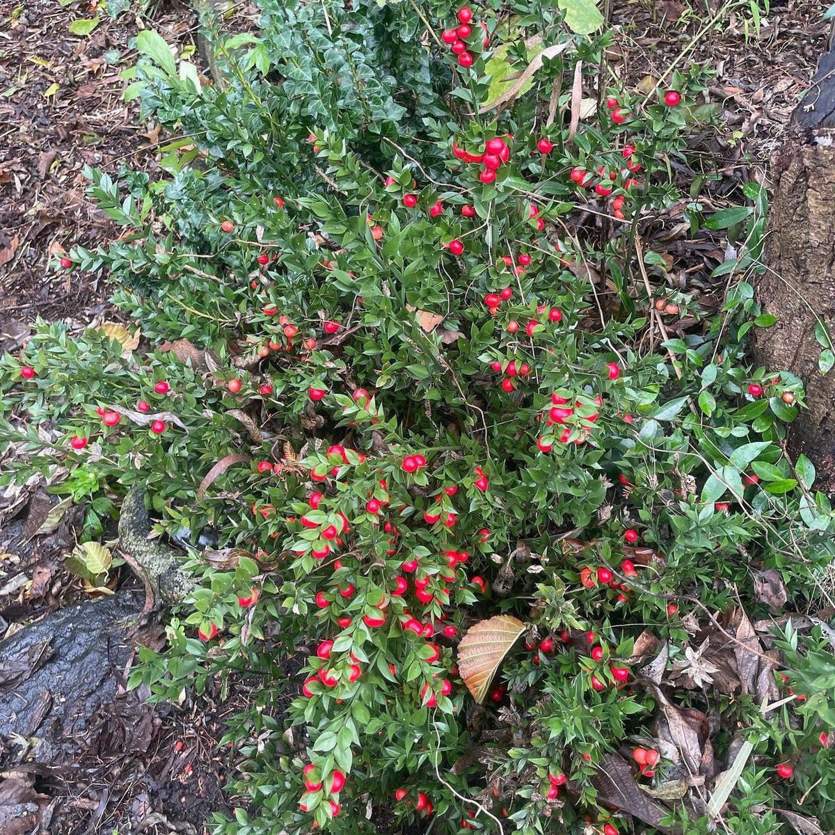 Ruscus aculeatus (Butchers Broom)