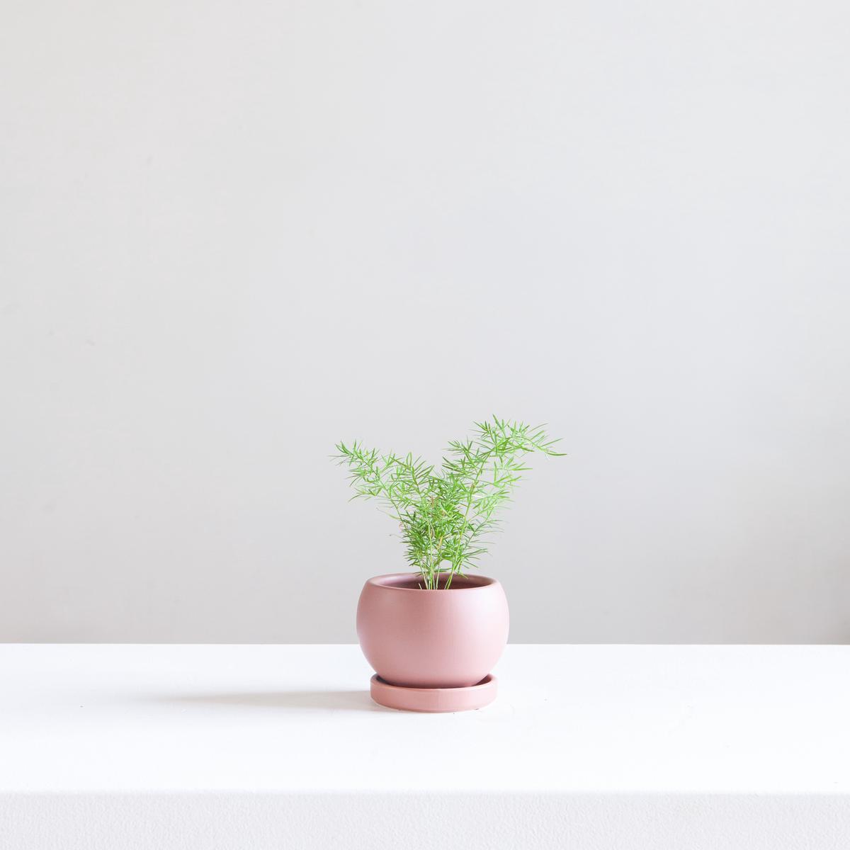 Small 4 Inch MOMMA POTS BOLL - DUSTY ROSE