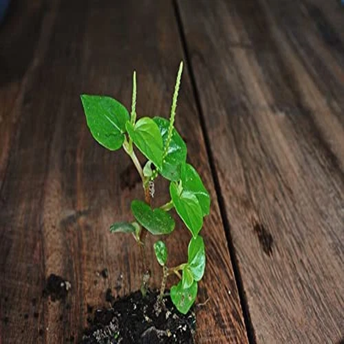 1000+ Crab Claw seeds,Ht Ging rau cng cua ,peperomia pellucida