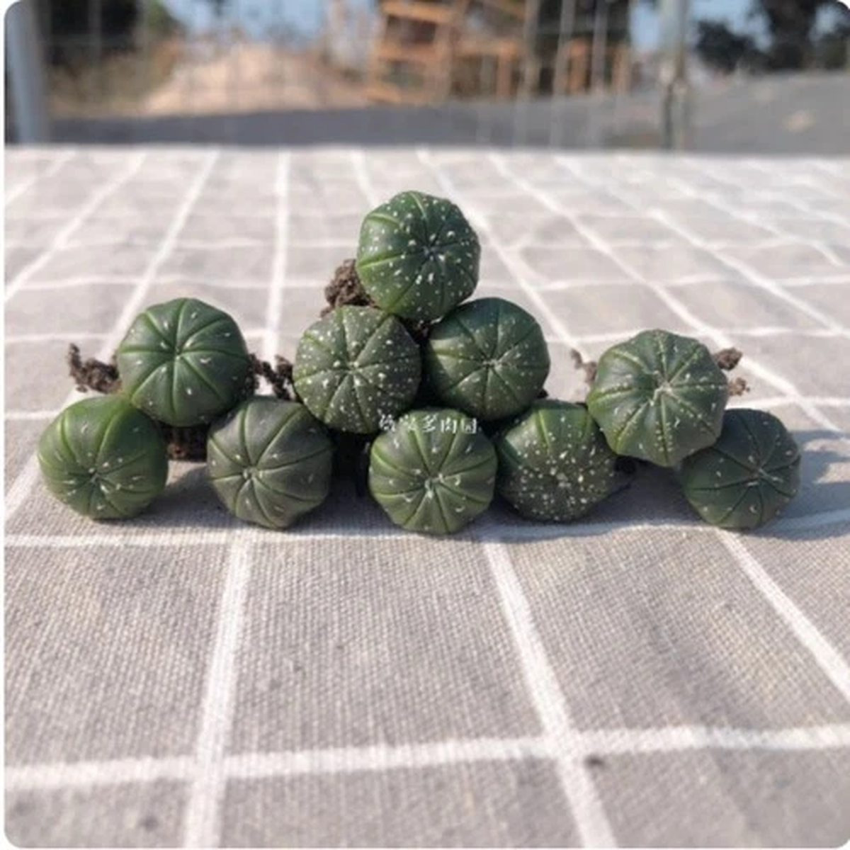 10pcs Astrophytum myriostigma Astrophytum asterias cactus Succulent plants 1-2cm