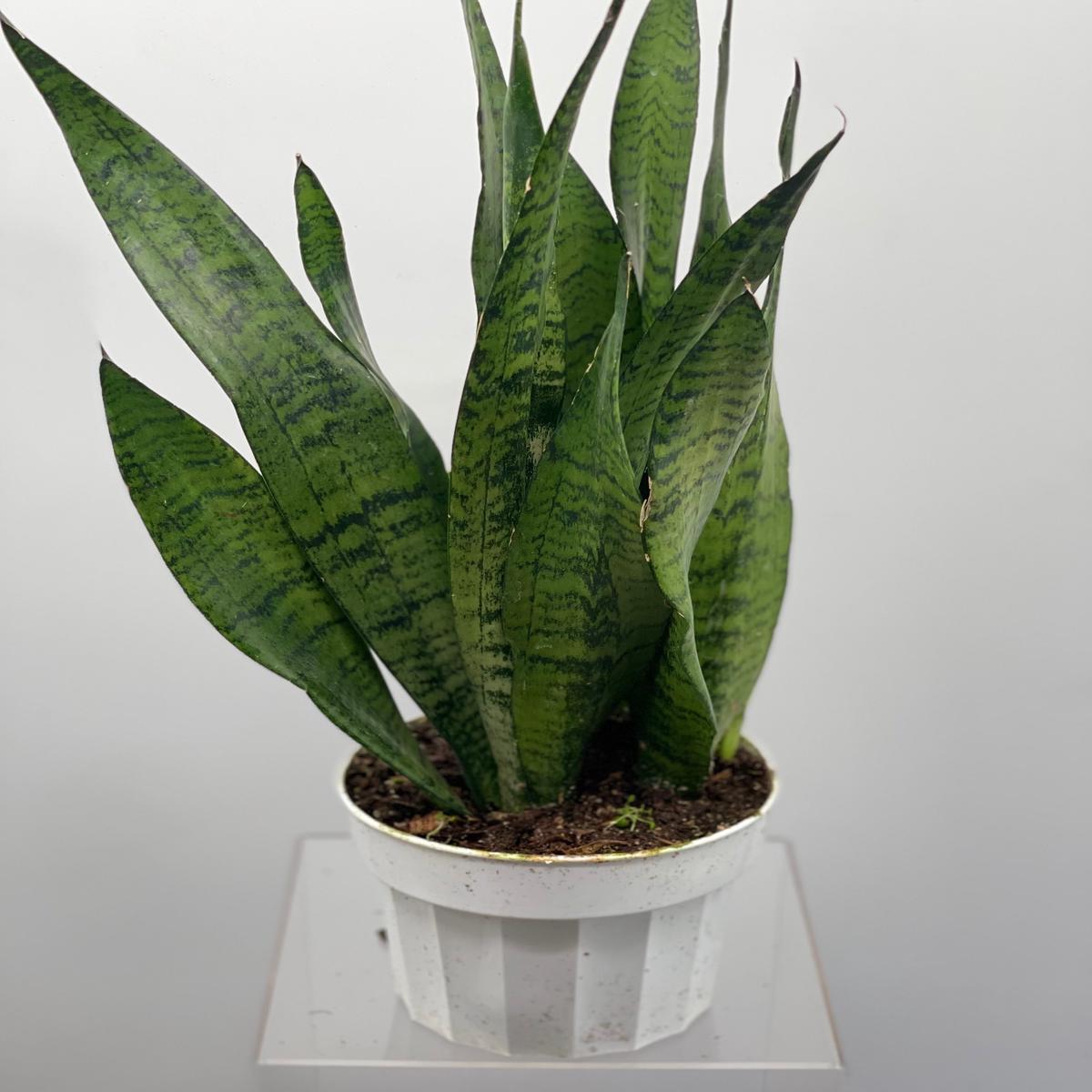 6" Sansevieria Black Coral